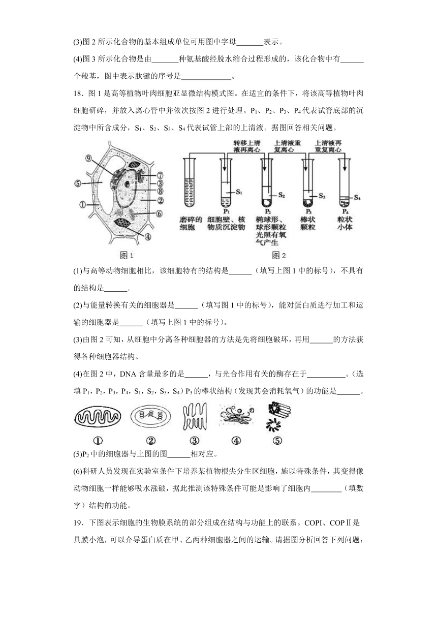 2.2细胞-生命活动的基本单位 练习（解析版）