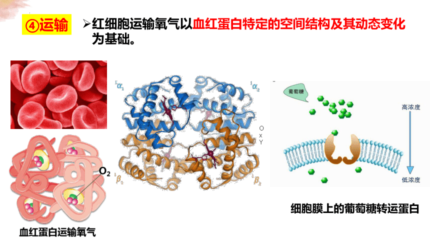 2.4 蛋白质是生命活动的承担者(第一课时含动态演示氨基酸的结构)(共25张PPT)-高一生物上册课件（人教版2019必修1）