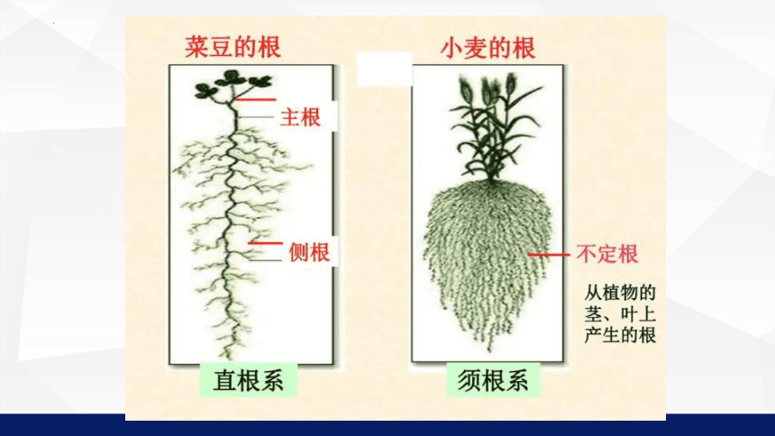 3.5.2  植物根的生长  课件(共21张PPT)2023-2024学年苏教版生物七年级上册