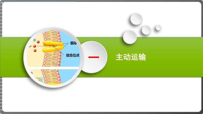 4.2主动运输与胞吞、胞吐课件(共38张PPT)2023-2024学年高一上学期生物人教版必修1