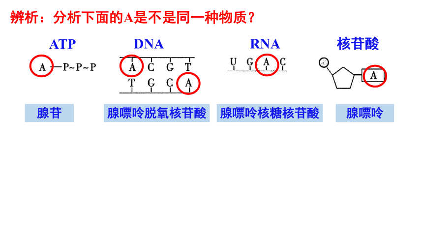 5.2 细胞的能量“货币”ATP(共22张PPT2份视频)-高一生物课件（2019人教版必修1）