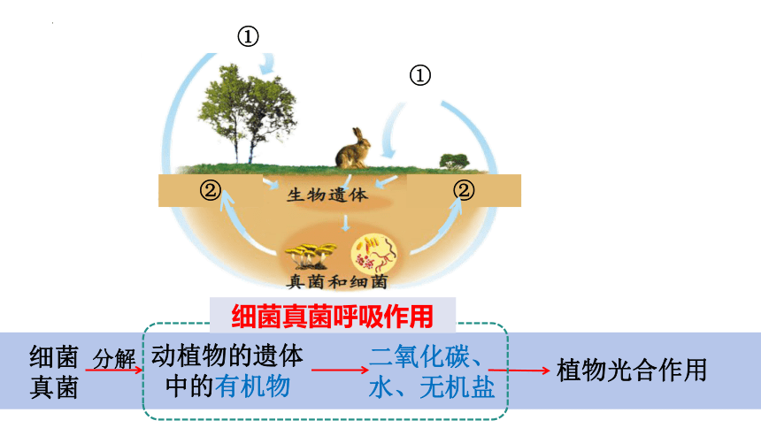 5.4.4细菌和真菌在自然界中的作用课件 (共20张PPT)人教版生物八年级上册