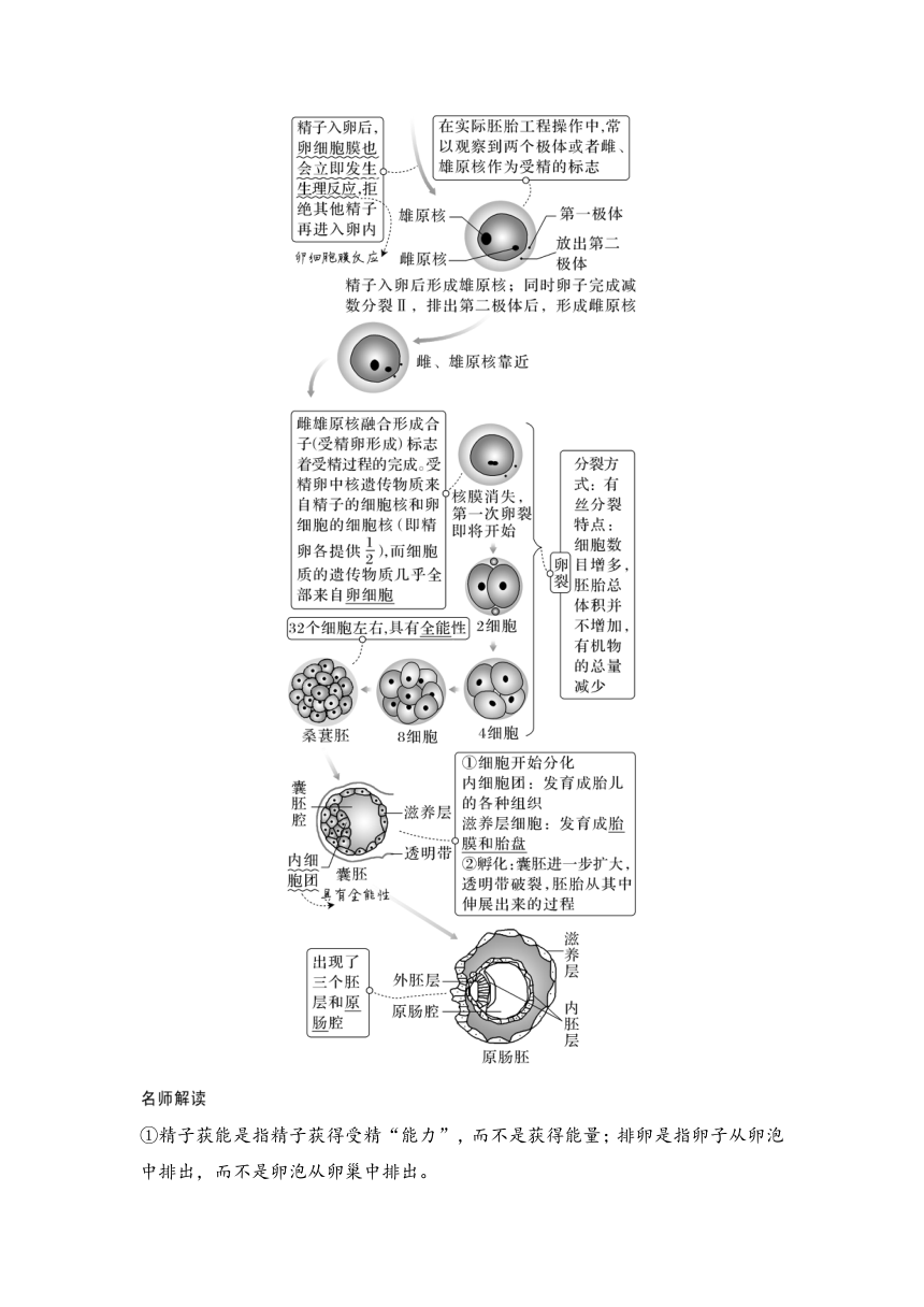 【备考2024】生物学高考一轮复习学案：第48讲　胚胎工程（含解析）