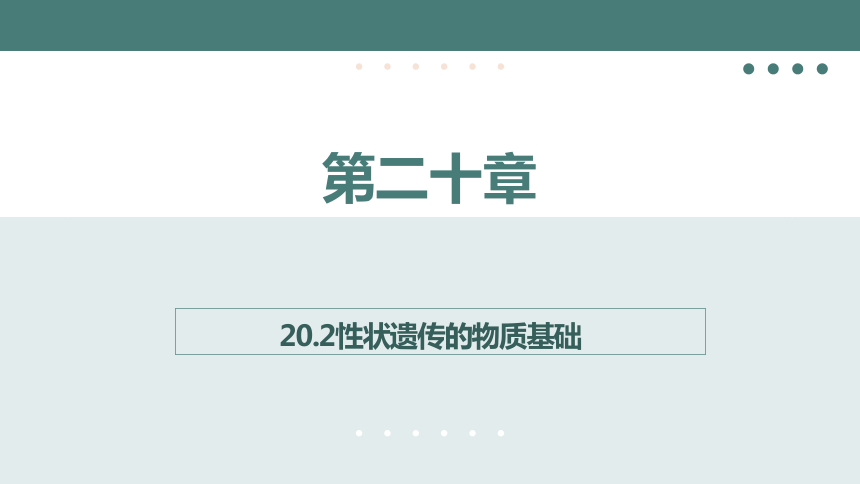 6.20.2性状遗传的物质基础课件(共18张PPT)2023---2024学年北师大版生物八年级上册