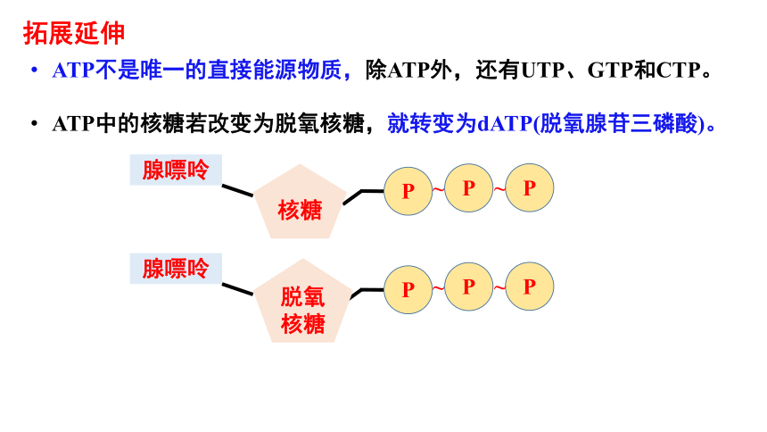 5.2 细胞的能量“货币”ATP(共22张PPT2份视频)-高一生物课件（2019人教版必修1）