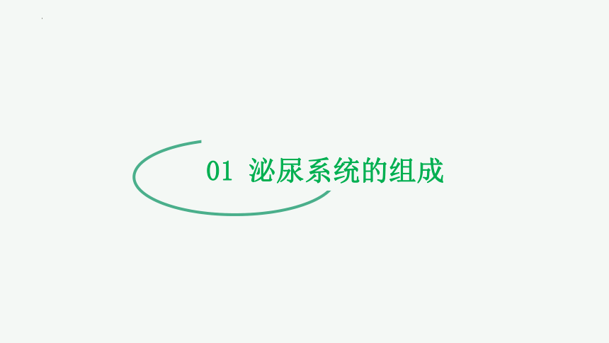 专题13 人体内废物的排出（课件精讲）-2023-2024年中考一轮复习精讲精练（全国通用）(共23张PPT)