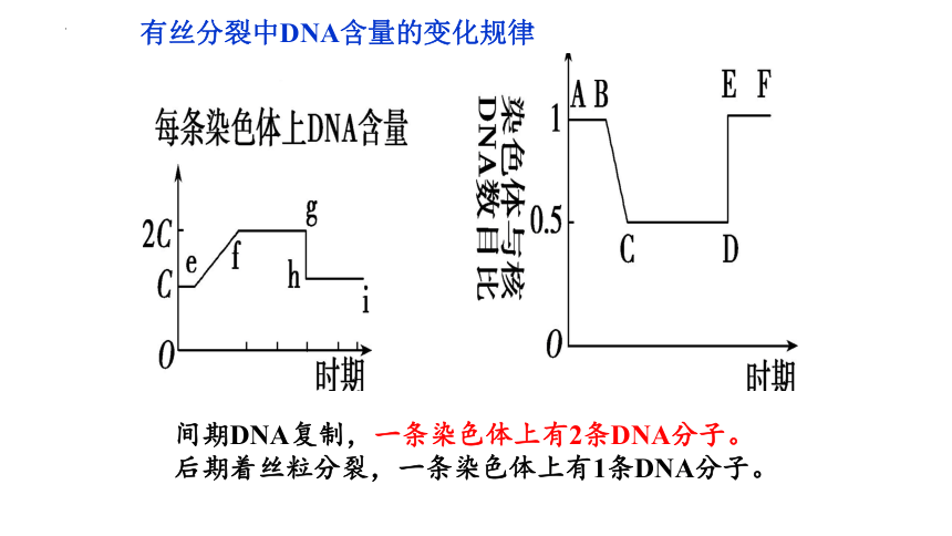 6.1 细胞的增殖第二课时课件(共24张PPT2份视频)-2023-2024学年高一上学期生物人教版（2019）必修1