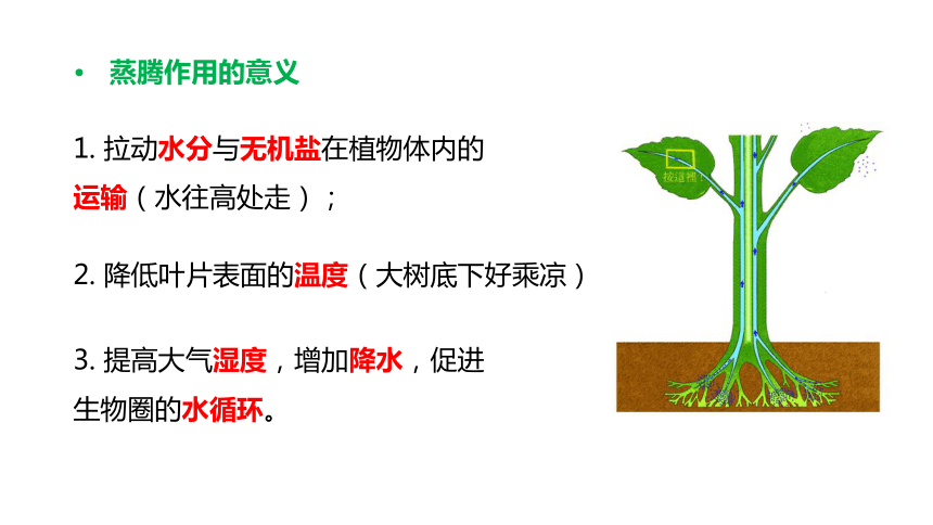 第三单元生物圈中的绿色植物—— 绿色植物的三大生理作用复习课件（共35张PPT）七年级生物上册（人教版）