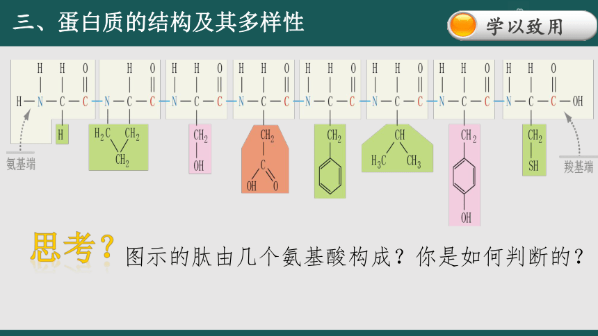 2.4 蛋白质是生命活动的主要承担者（第2课时）(共41张PPT)高一生物课件（人教版2019必修1）