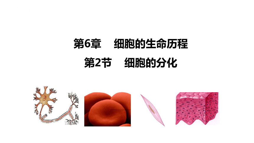 6.2  细胞的分化(共40张PPT)-高一生物课件（2019人教版必修1）