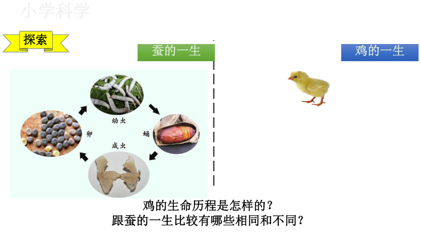 教科版（2017秋）三年级下册2.8动物的一生课件（33张PPT)