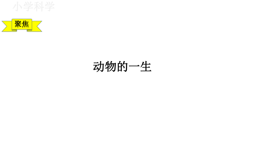 教科版（2017秋）三年级下册2.8动物的一生课件（33张PPT)