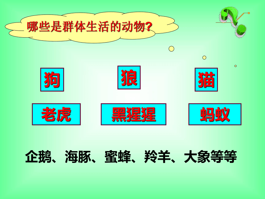 5.2.3 社会行为 教学课件（共18张PPT）人教版 八年级上册