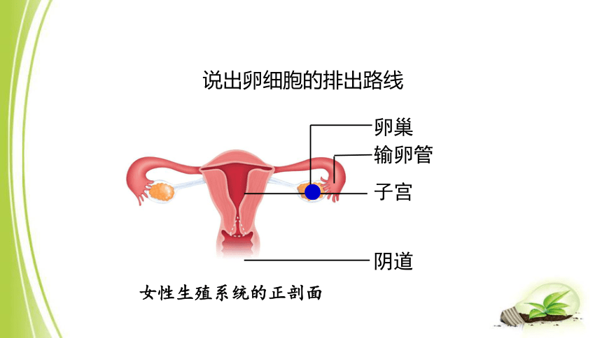 4.3.1 婴儿的诞生课件(共23张PPT)2023-2024学年济南版八年级生物上册