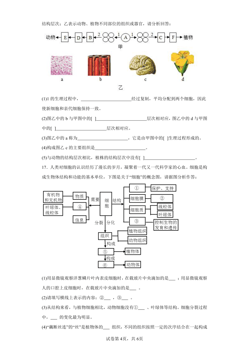 2023-2024学年初中生物北师大版七年级上册期末复习专题2细胞与生物体（答案 +解析）