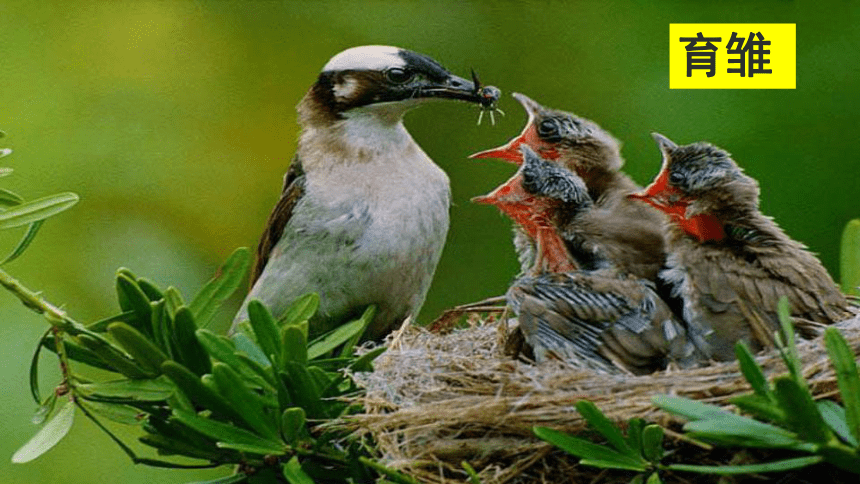 7.1.4 鸟的生殖和发育课件（共36张PPT）人教版八年级下册