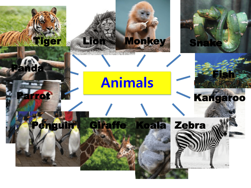 Unit 6 The Animal Kingdom Writing A Trip to the Zoo 课件20张PPT