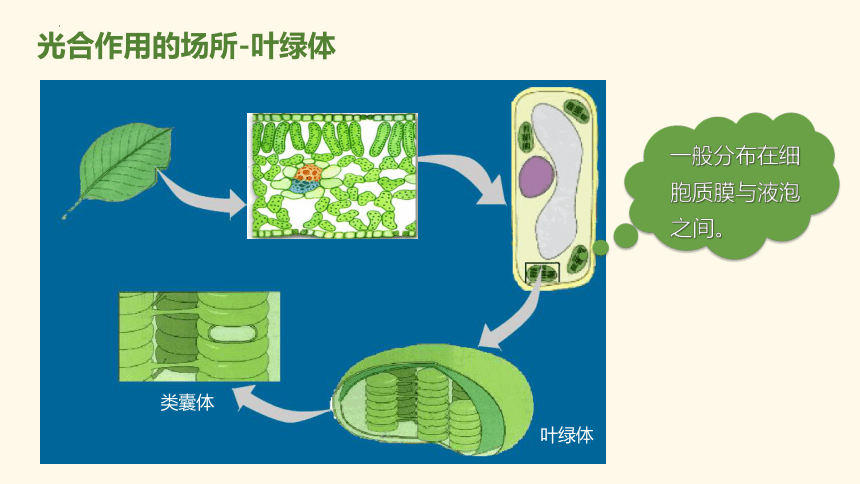 3.2.2 绿色植物光合作用的过程课件(共30张PPT)2023-2024学年高一上学期生物苏教版（2019）必修第一册