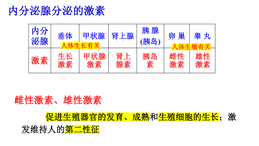 3.2人体激素调节（课件 28张PPT）