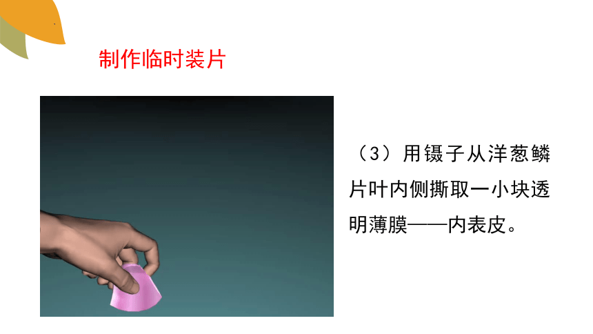 1.2.1细胞的结构和功能课件 (共37张PPT+内嵌视频7个)济南版生物七年级上册