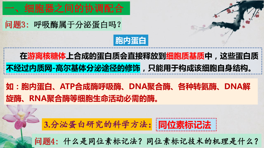 3.2 细胞器之间的分工合作（第二课时）(共42张PPT)高一生物上学期课件（人教版2019必修1）