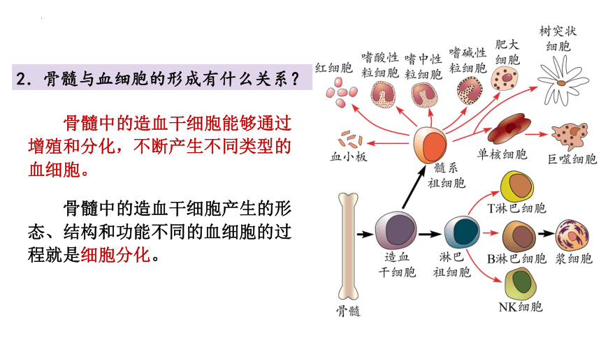 6.2  细胞的分化(共40张PPT)-高一生物课件（2019人教版必修1）