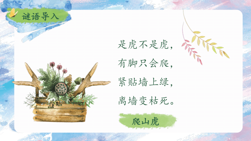 10《爬山虎的脚》  课件(共20张PPT)