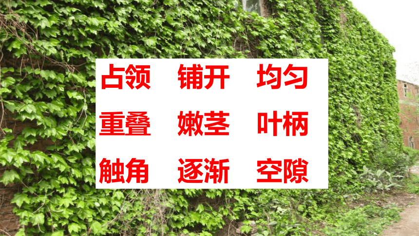 10《爬山虎的脚》  课件(共22张PPT)