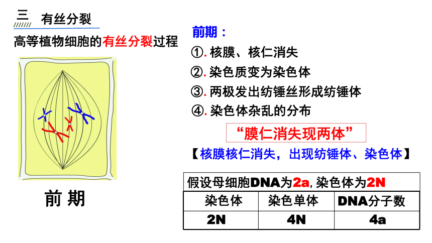 6.1细胞增殖课件 （共34张PPT）-人教版（2019）必修1