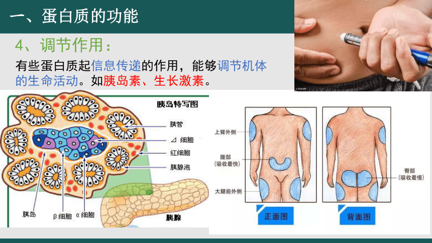 2.4 蛋白质是生命活动的主要承担者（第1课时）(共21张PPT)高一生物课件（人教版2019必修1）