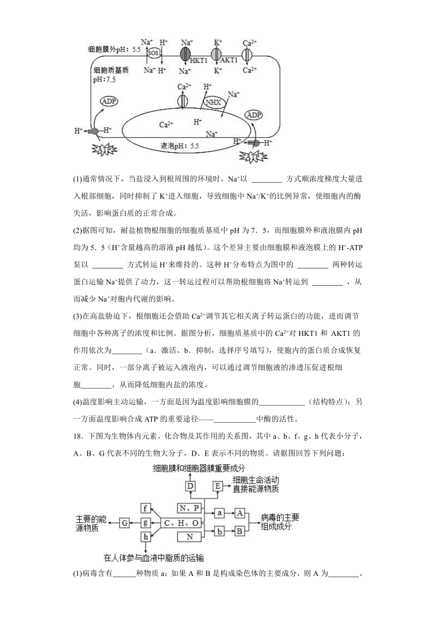 5.2 细胞的能量“货币”ATP 练习（解析版）