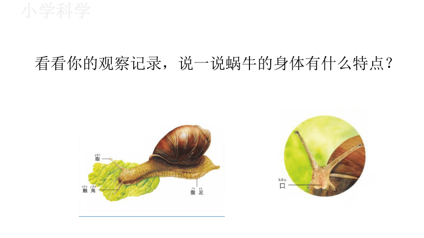 教科版（2017秋）一年级下册2.3观察一种动物课件（13张PPT)