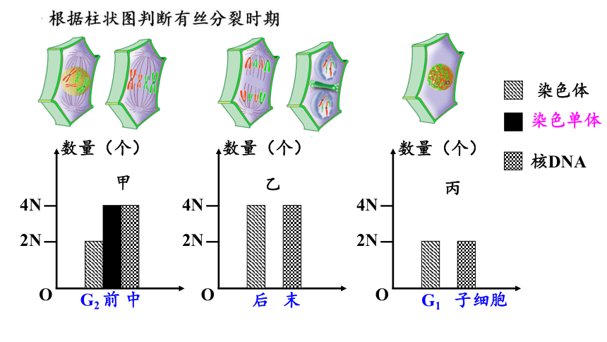 6.1 细胞的增殖第二课时课件(共24张PPT2份视频)-2023-2024学年高一上学期生物人教版（2019）必修1