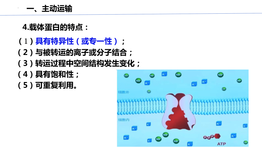 4.2 主动运输与胞吞、胞吐(共34张PPT4份视频)（课件）高一生物（人教版2019必修1）