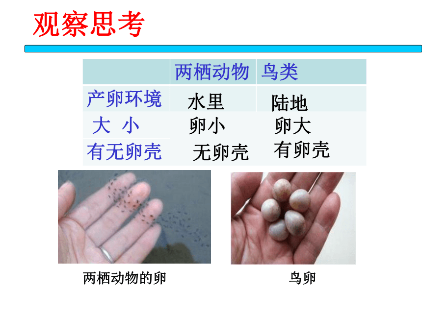 第一章 生物的生殖和发育 第四节鸟类的生殖和发育课件（21张PPT）