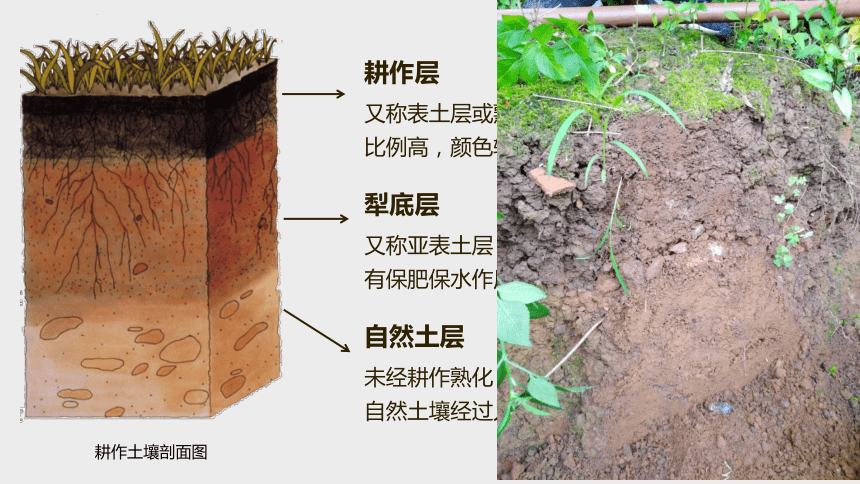 5.2土壤的形成  第二课时课件（共50张PPT）