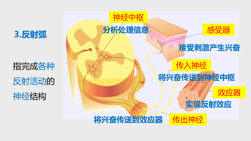 3.3 神经调节 第3课时（课件 26张PPT)