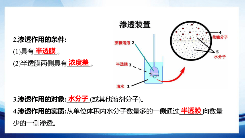 4.1.1 水进出细胞的原理(共32张PPT)-高一生物课件（人教版2019必修1）