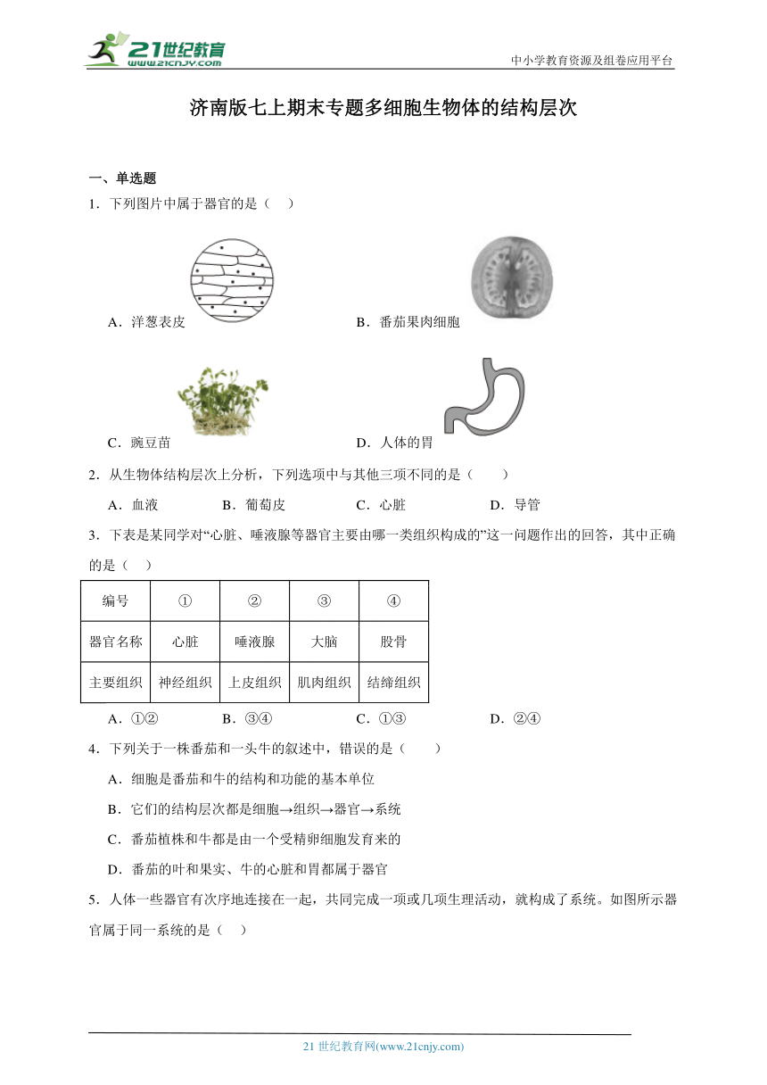 2023-2024学年初中生物济南版七年级上册期末复习专题5——多细胞生物体的结构层次（含解析）