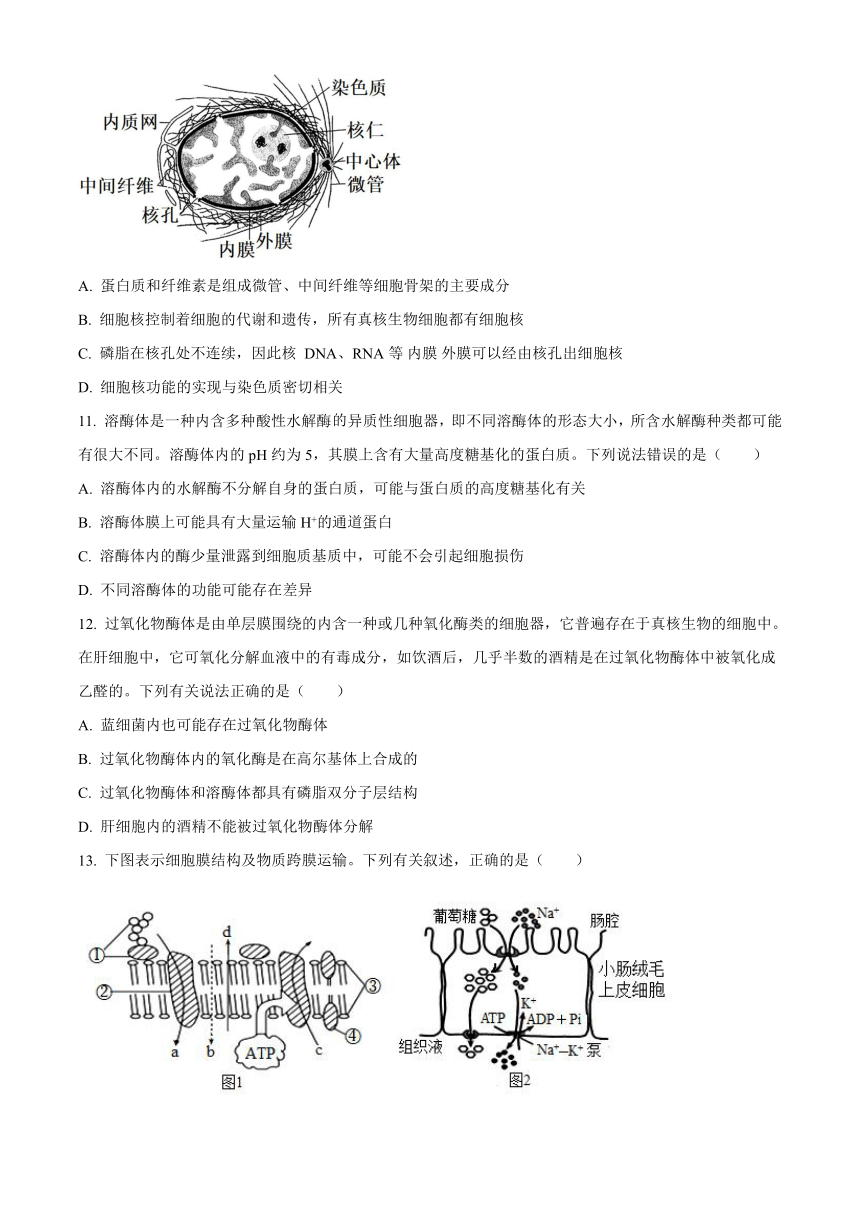 山东省泰安市肥城市2023-2024学年高一上学期期中考试生物（含解析）