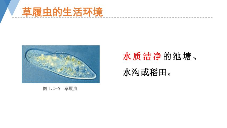 1.2.1 细胞的结构和功能（第二课时）课件(共22张PPT)2023-2024学年济南版生物七年级上册