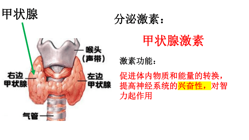 3.2人体激素调节（课件 28张PPT）