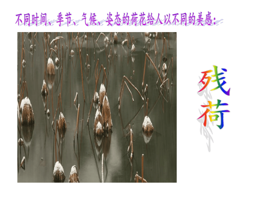 18 映日荷花别样红课件（32张幻灯片）