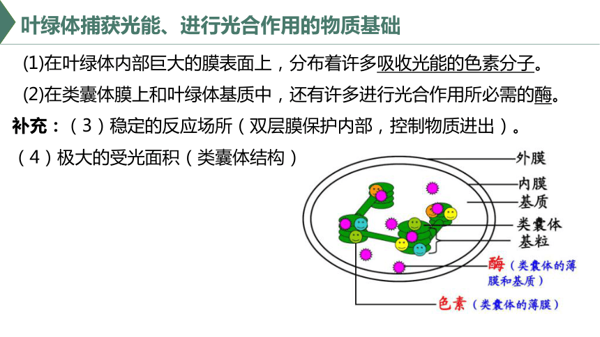 4.4 叶绿体将光能转换并储存在糖分子中（课件）（共32张PPT）高一生物（沪科版2020必修1）