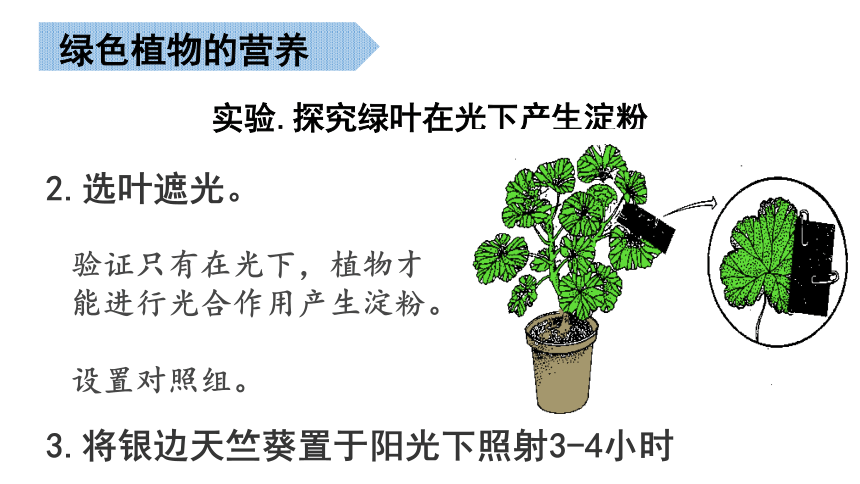 北京版生物学七年级上册绿色开花植物的营养复习课件(共28张PPT)