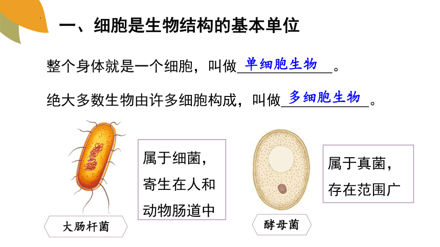 1.2.1细胞的结构和功能课件 (共37张PPT+内嵌视频7个)济南版生物七年级上册