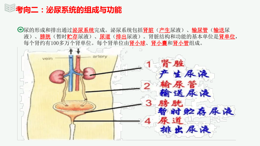 专题13 人体内废物的排出（课件精讲）-2023-2024年中考一轮复习精讲精练（全国通用）(共23张PPT)