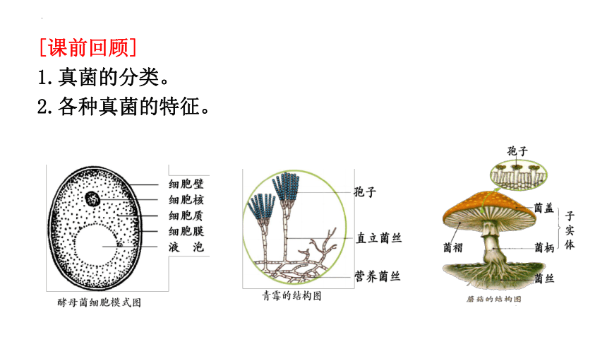 5.4.4细菌和真菌在自然界中的作用课件 (共20张PPT)人教版生物八年级上册