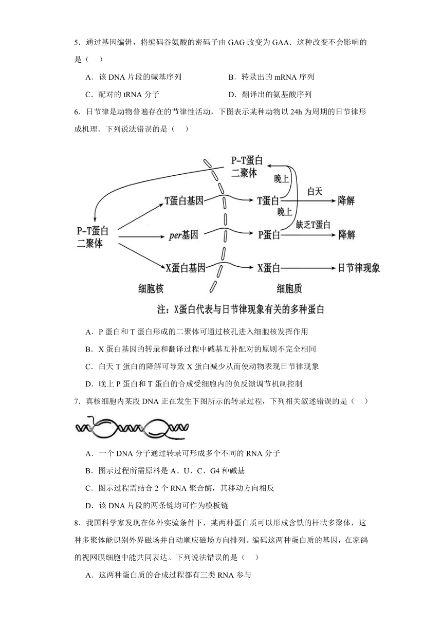 2.3.1DNA分子通过RNA指导蛋白质的合成（同步检测）2023-2024学年高一下学期生物苏教版必修2（含解析）