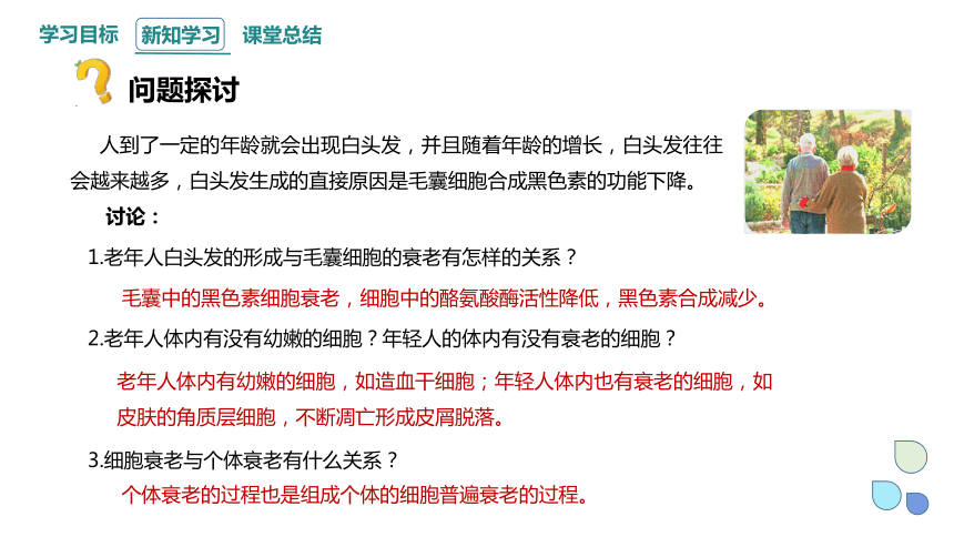 4.3细胞凋亡是编程性死亡 课件(共17张PPT) 2023-2024学年高一生物浙科版（2019）必修第一册